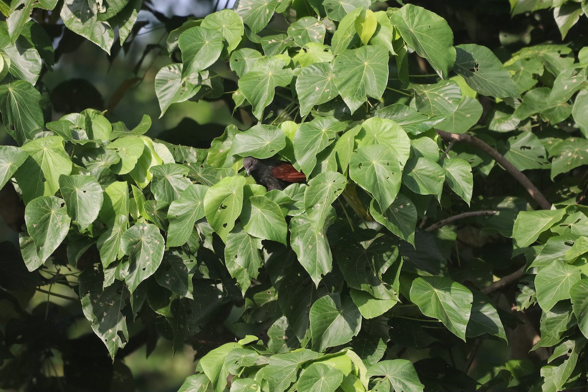 Philippine Coucal - ML646163002