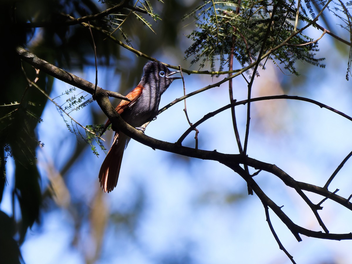 African Paradise-Flycatcher - ML646163008