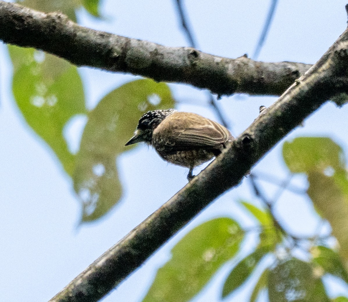 Spotted Piculet - ML646163010