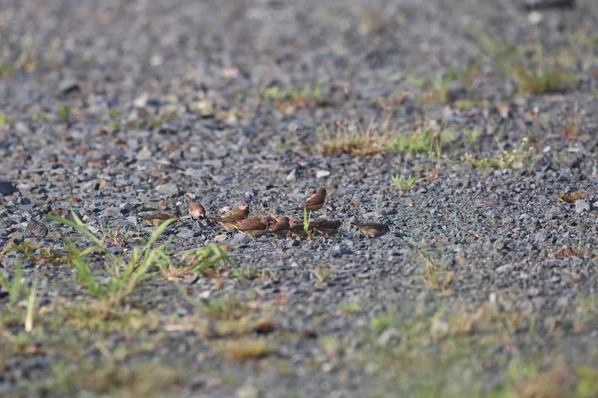 Munia pettosquamato - ML646163012