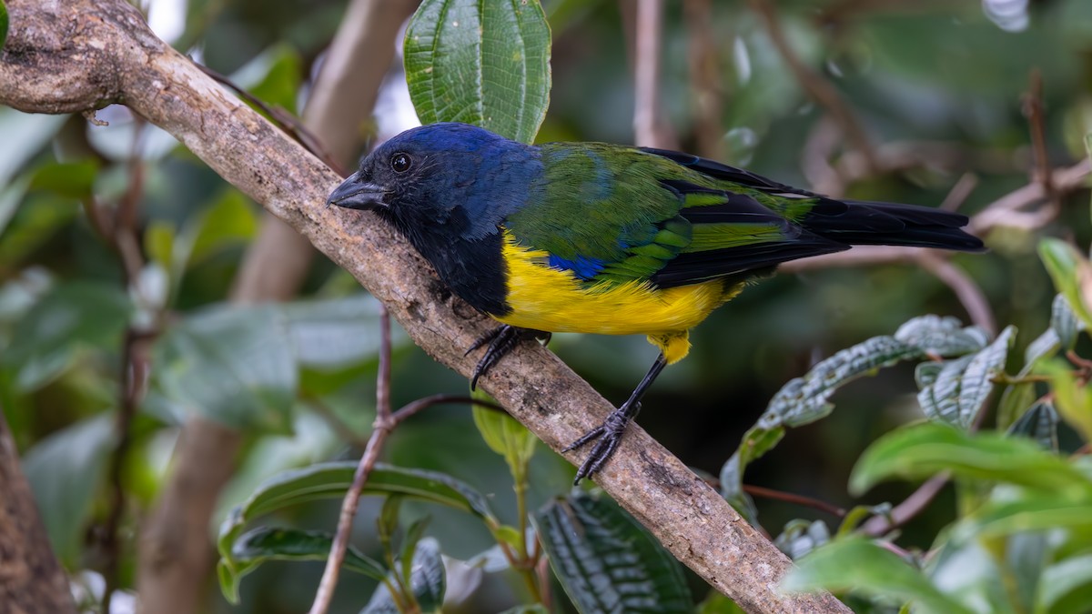 Black-chested Mountain Tanager - ML646163013