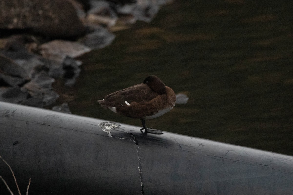 Chestnut Teal - ML646163016