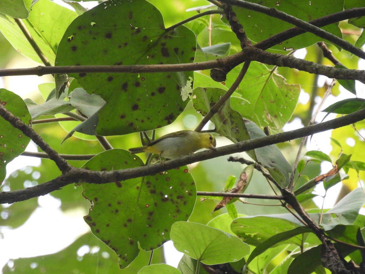 Gelbbrust-Laubsänger - ML646163019