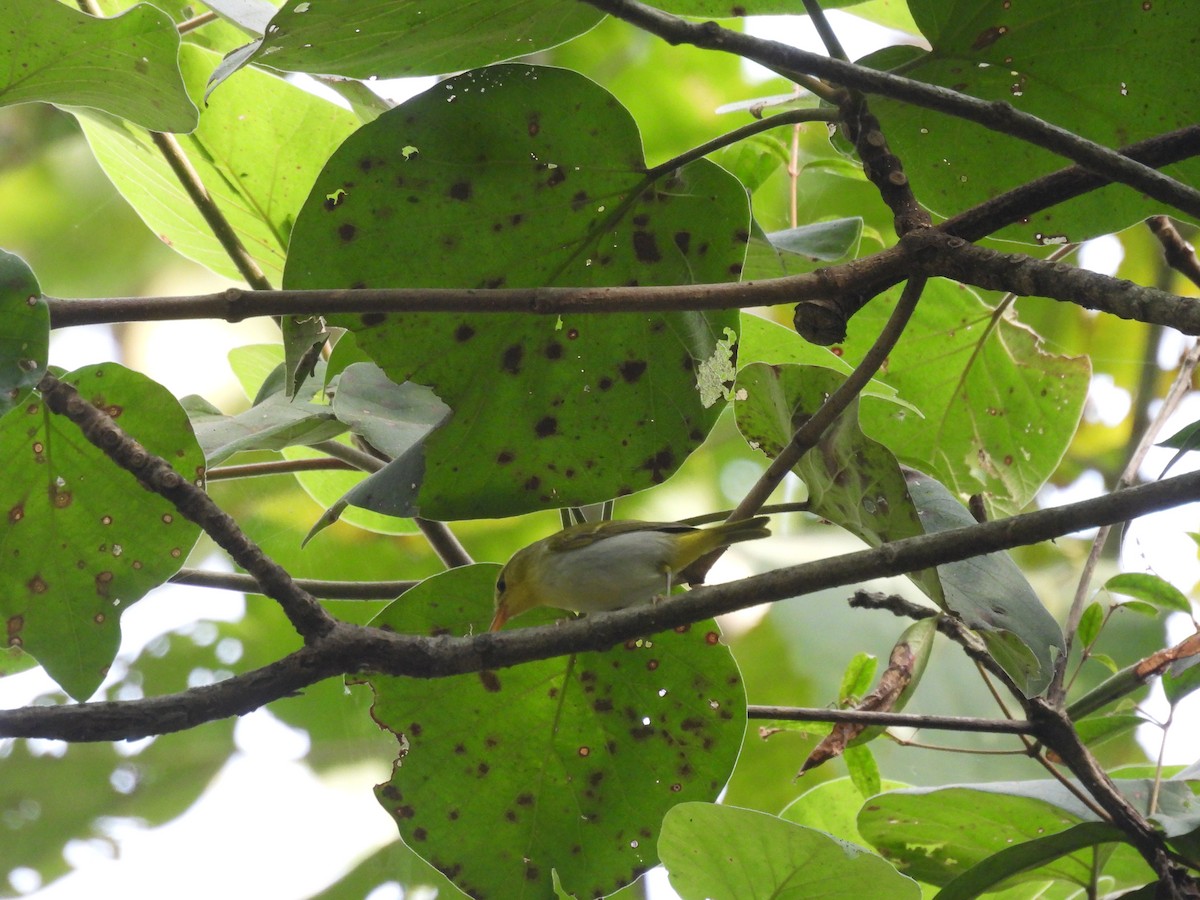 Gelbbrust-Laubsänger - ML646163020