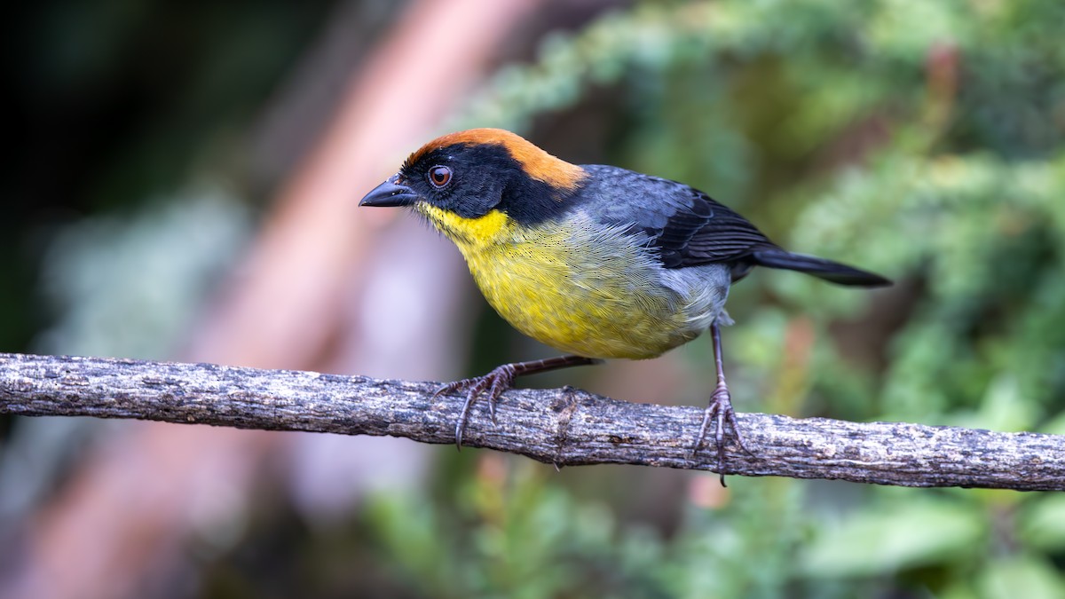 Yellow-breasted Brushfinch - ML646163021