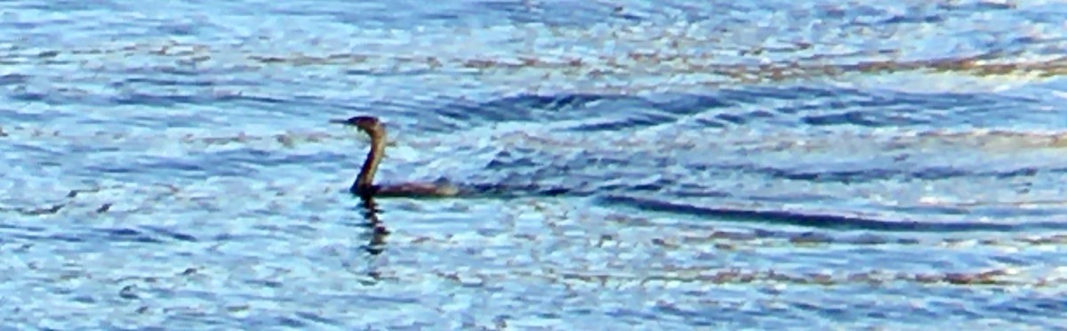 Pelagic Cormorant - ML646163022