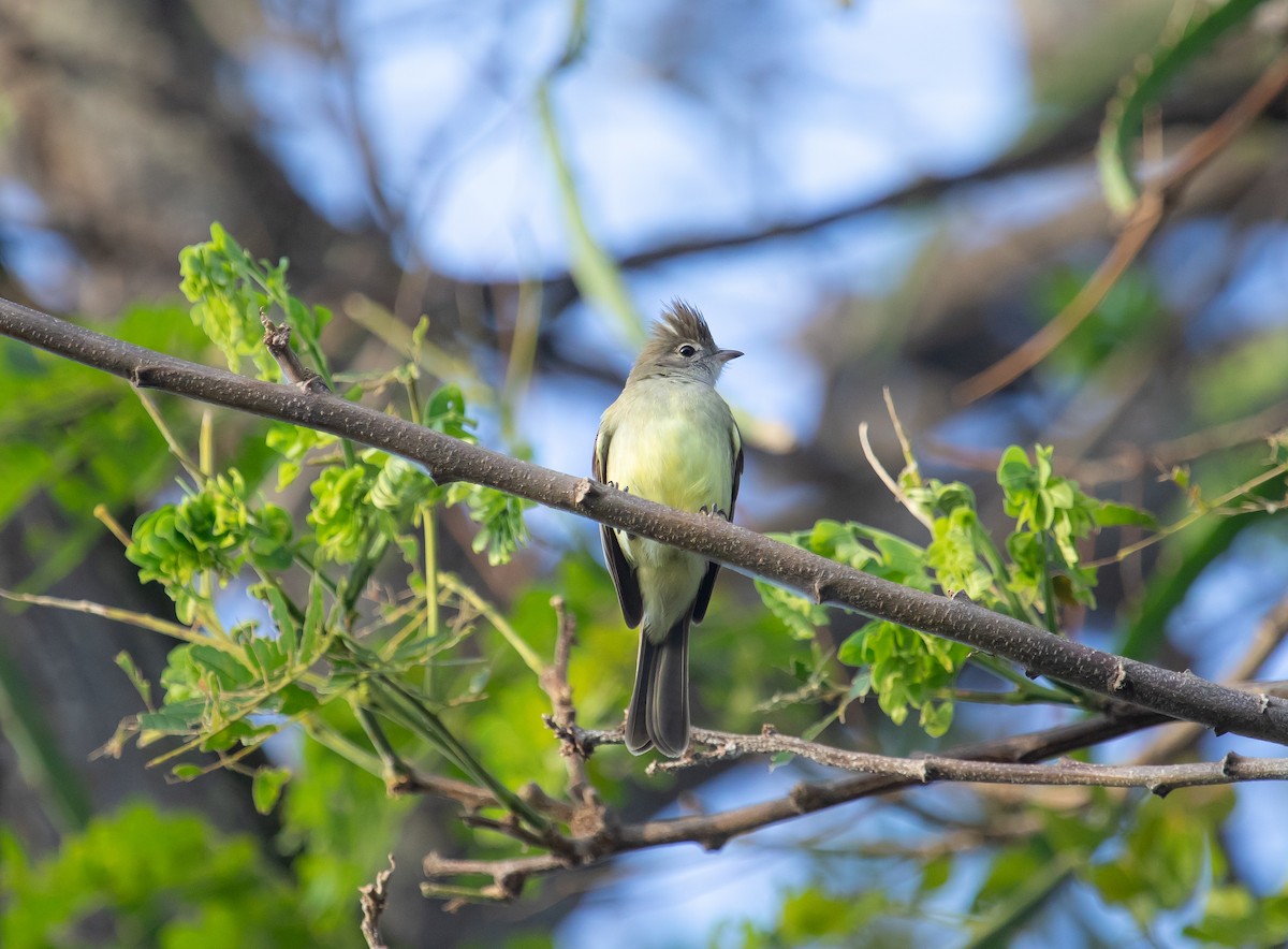 Желтобрюхая эления - ML646163024