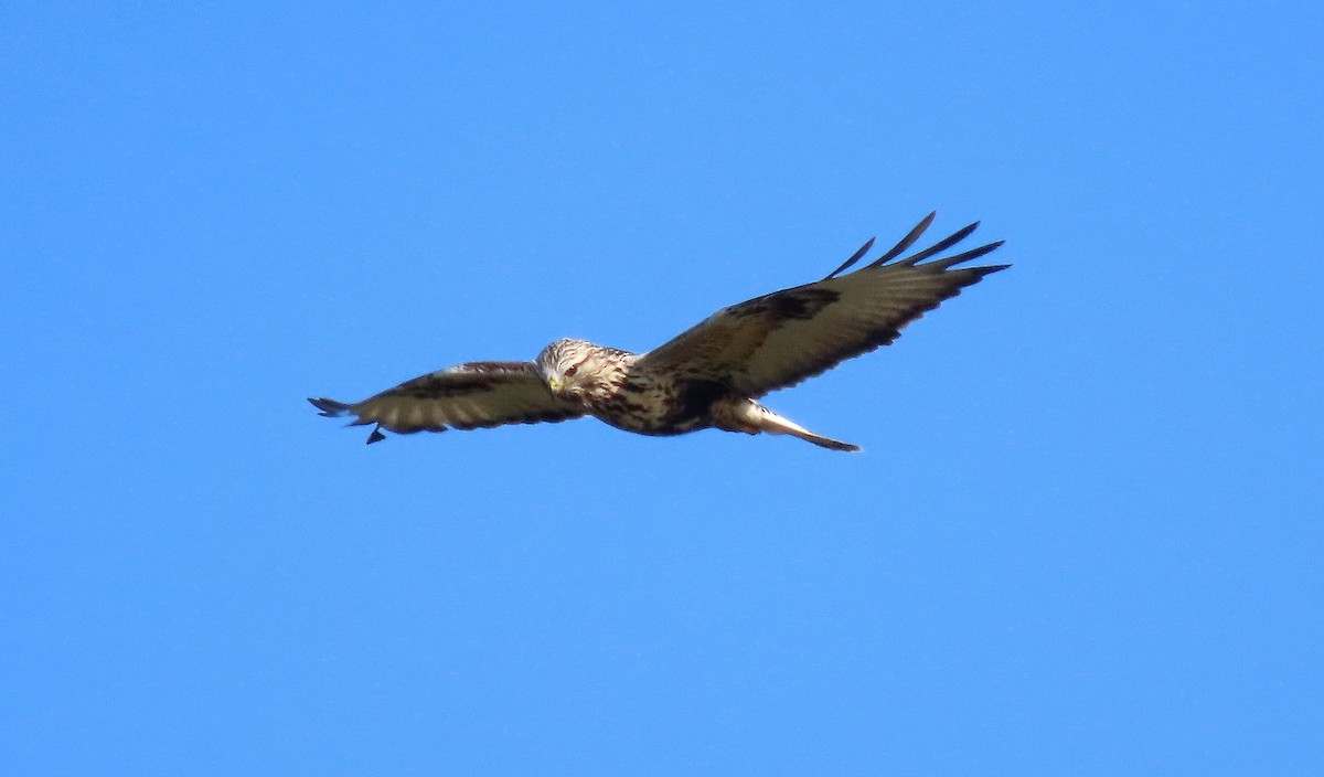 Rough-legged Hawk - ML646163025