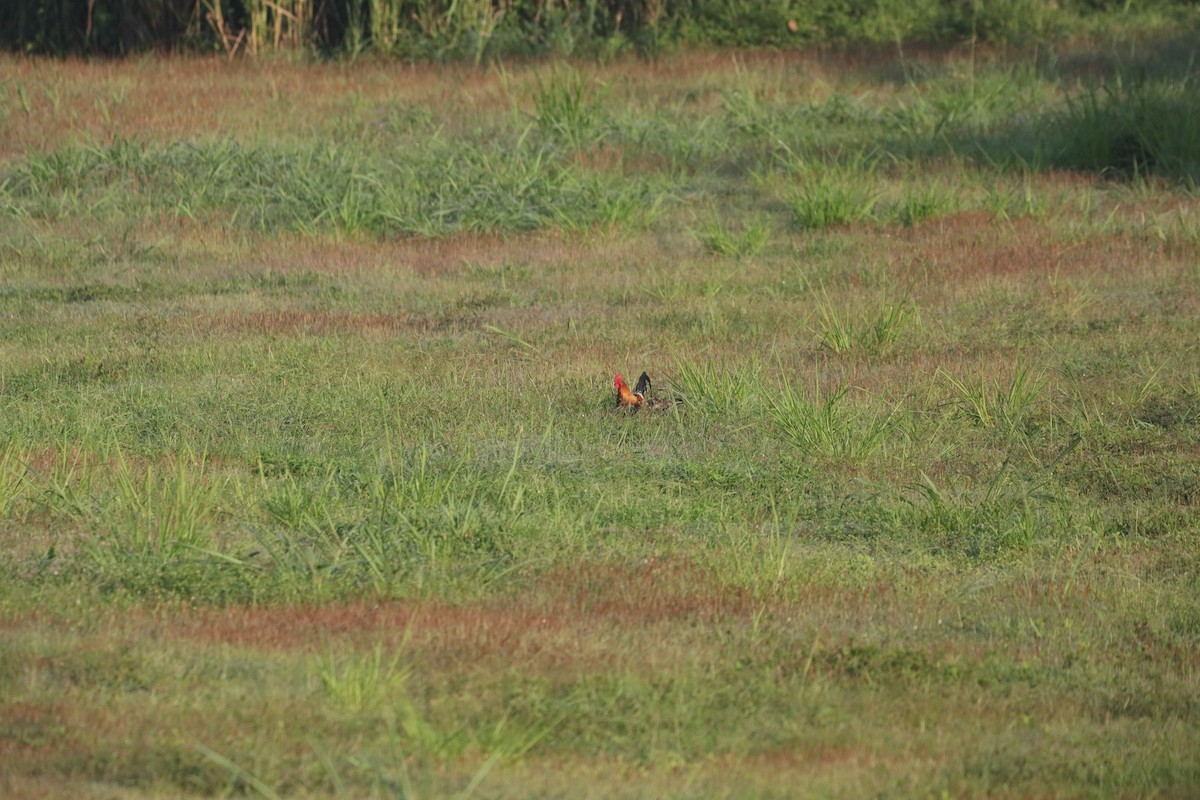 Gallo bankiva - ML646163027