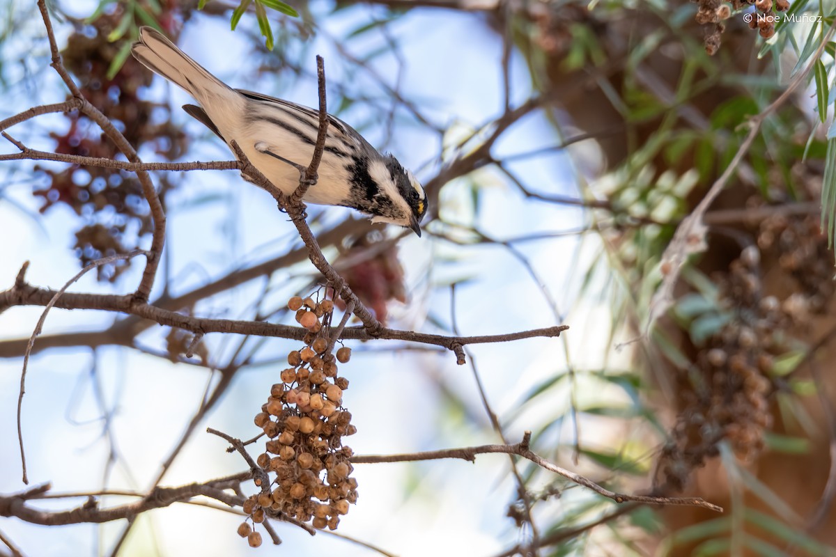 Trauerwaldsänger - ML646163029