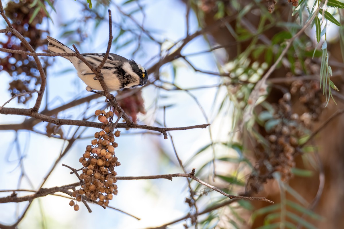 Trauerwaldsänger - ML646163031