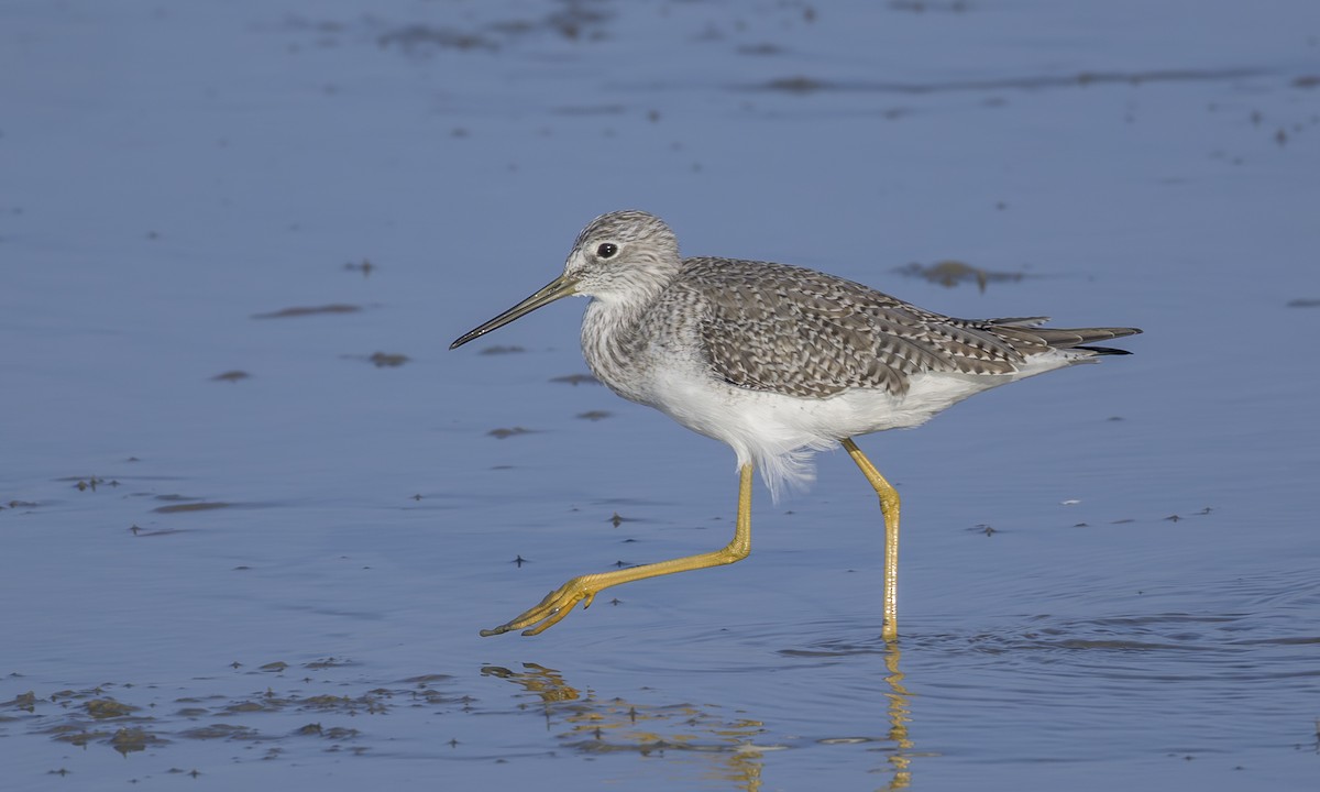 Tüpfelgelbschenkel - ML646163033