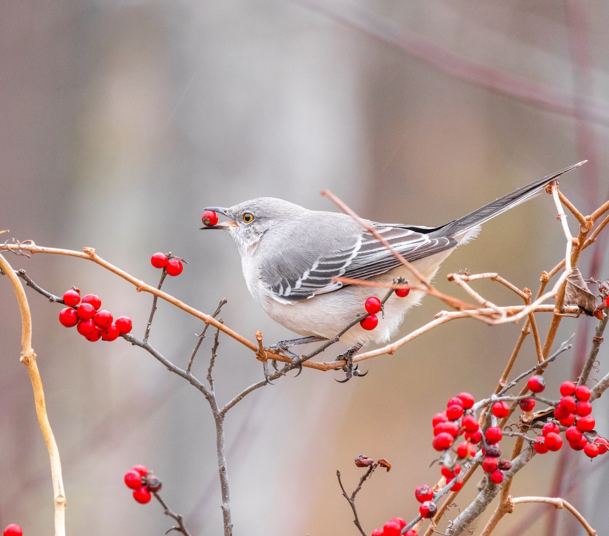 Gartenspottdrossel - ML646163037