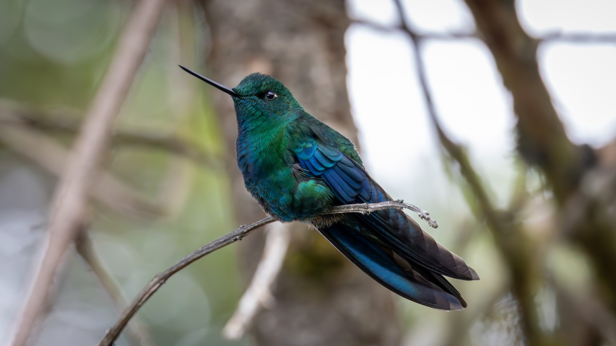 Blauflügelkolibri - ML646163038