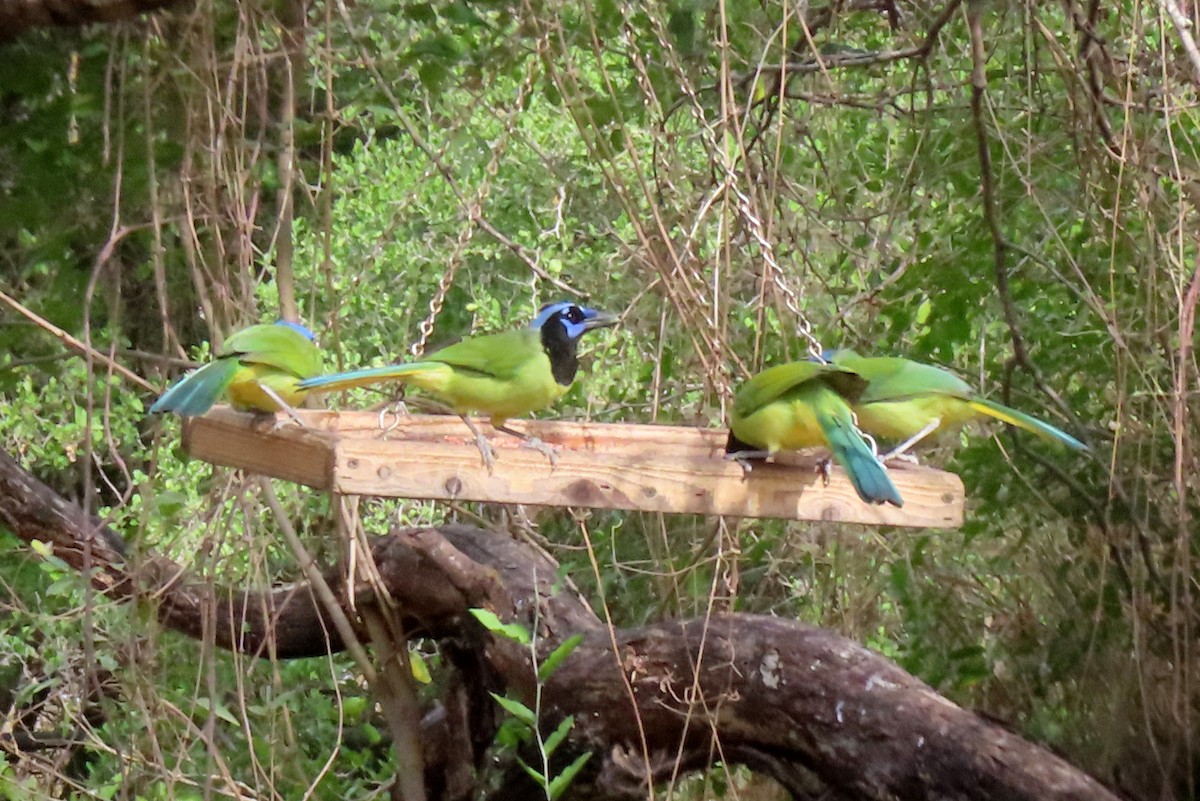 Inkablaurabe - ML646163039