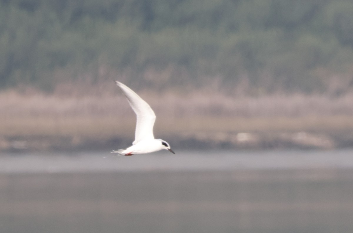 Forsterseeschwalbe - ML646163040