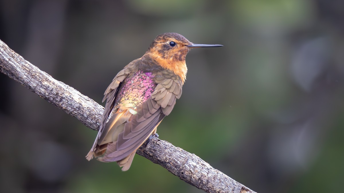 Rostkolibri - ML646163041