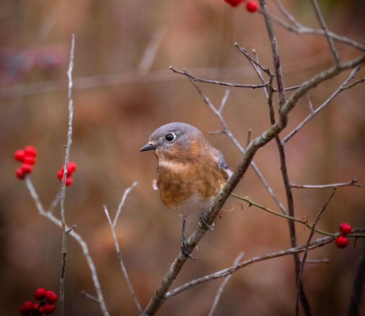 Rotkehl-Hüttensänger - ML646163042