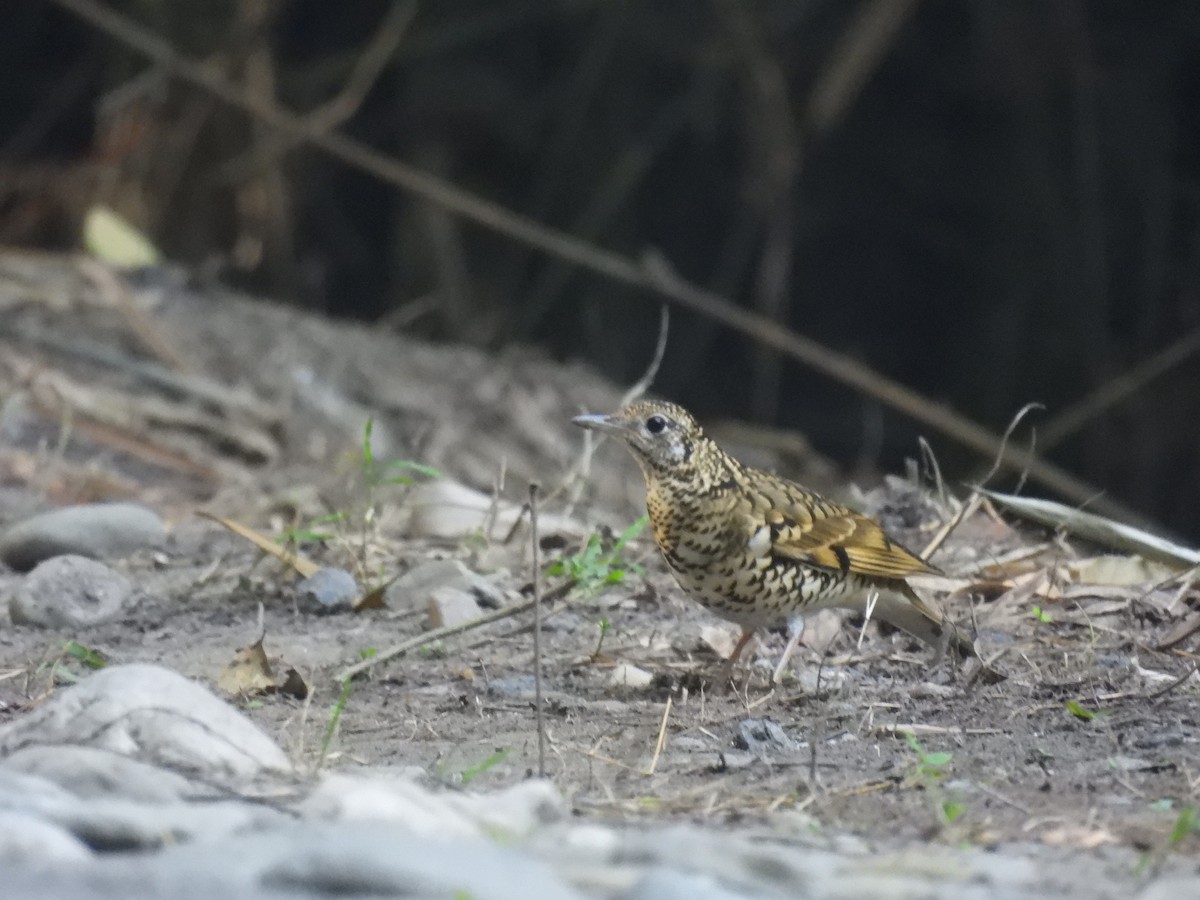 Scaly Thrush - ML646163043