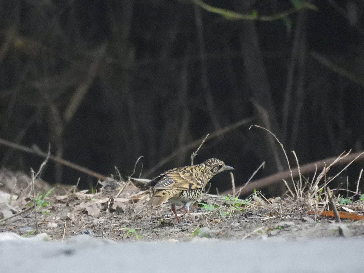 Himalajaerddrossel - ML646163044