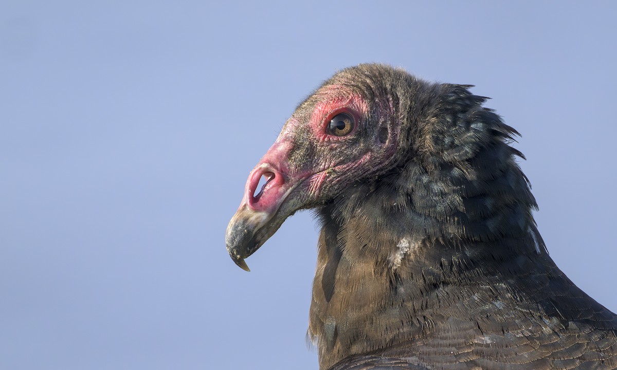 Truthahngeier - ML646163045