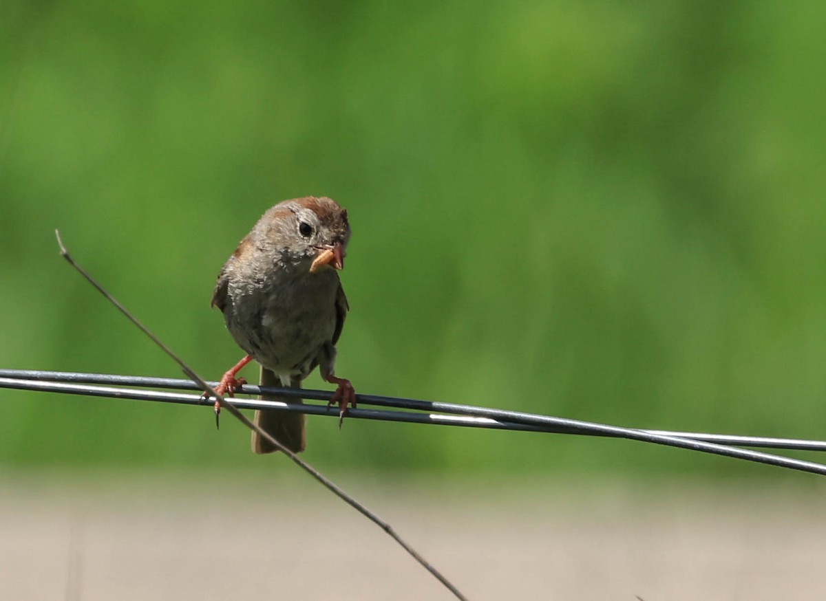 Klapperammer - ML646163046