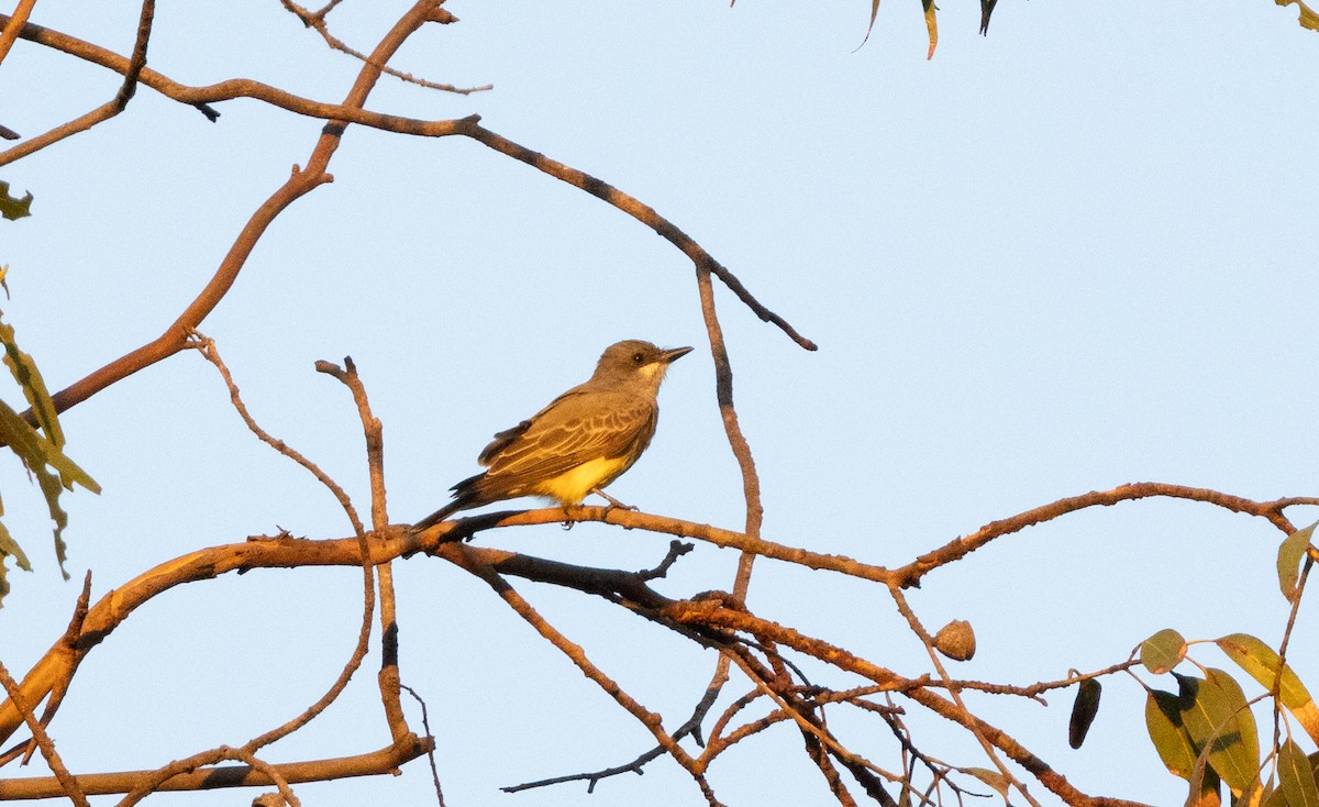 Cassinkönigstyrann - ML646163047