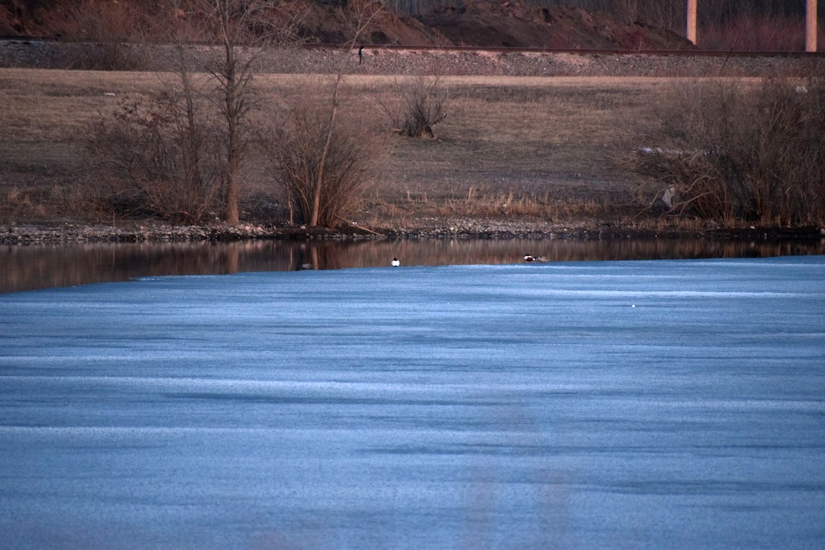 Löffelente - ML646163048