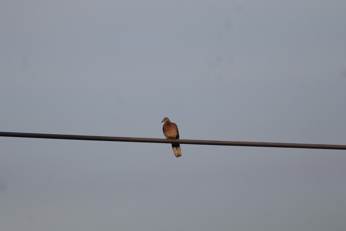 Perlhalstaube - ML646163049