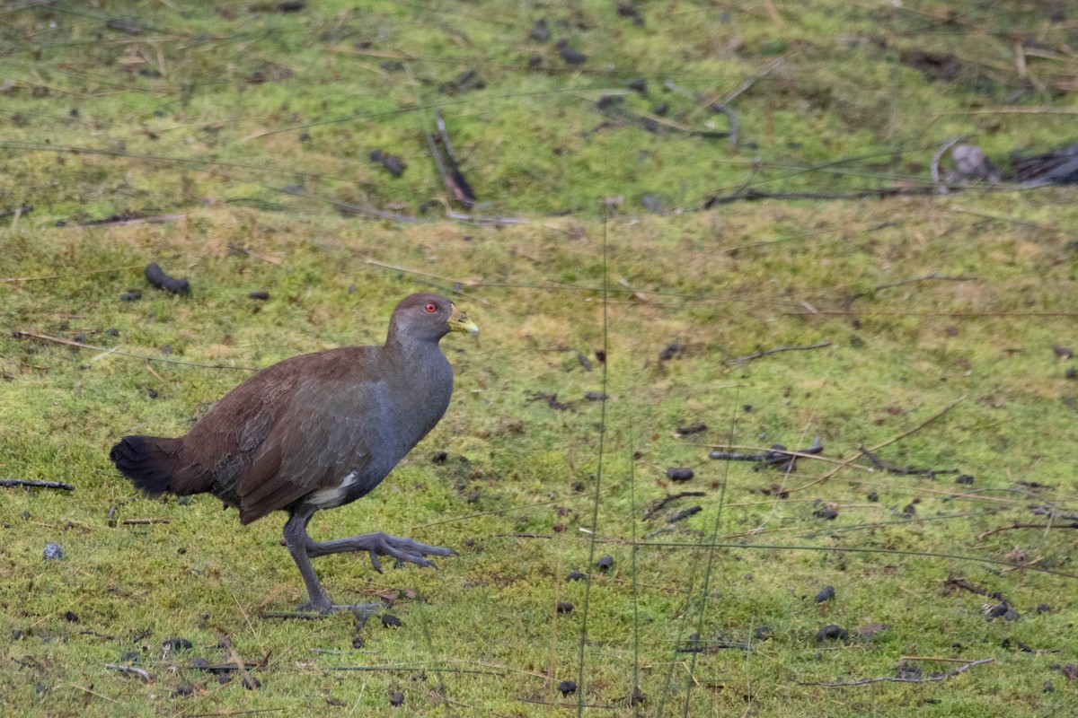 Grünfuß-Teichhuhn - ML646163050