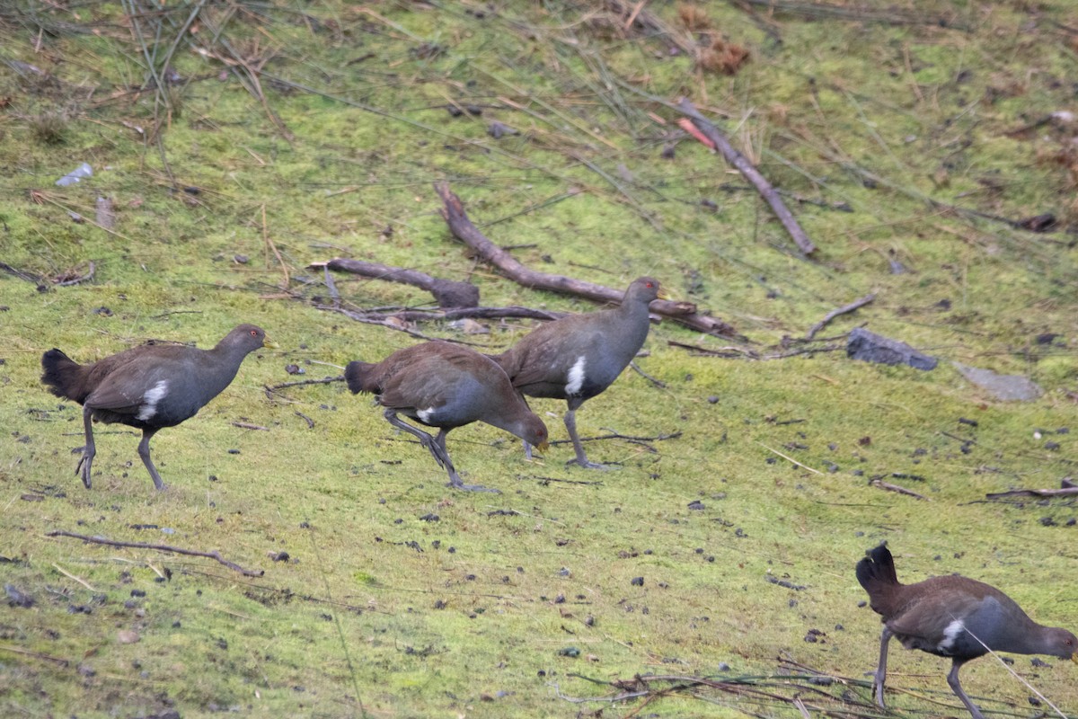 Grünfuß-Teichhuhn - ML646163051