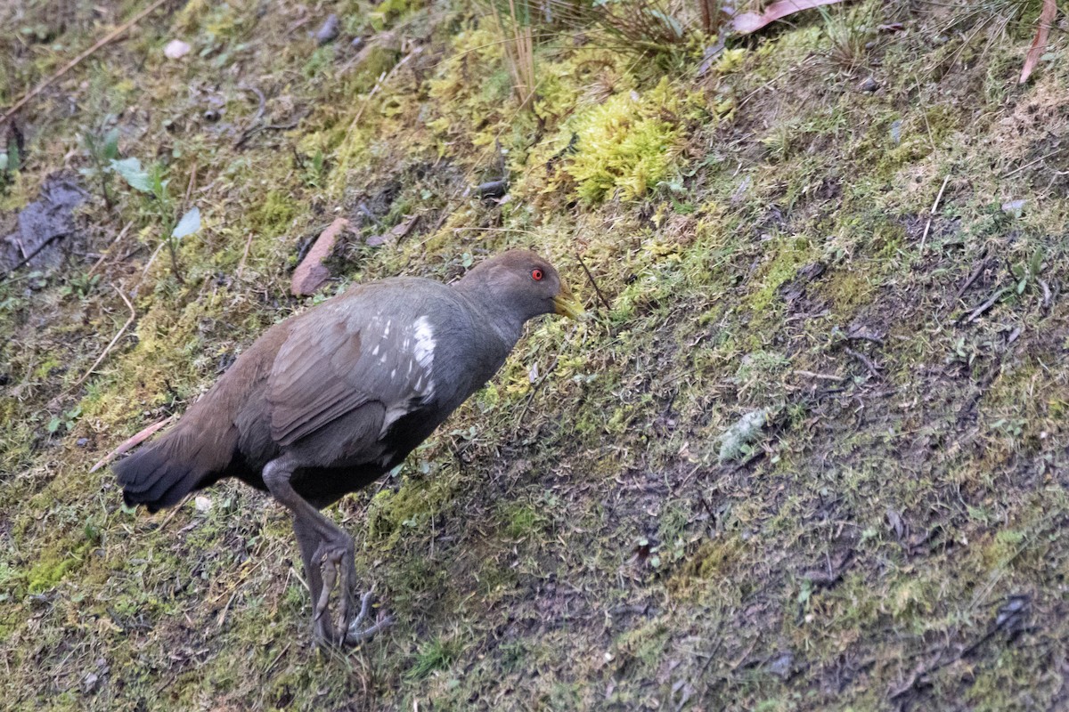 Grünfuß-Teichhuhn - ML646163052