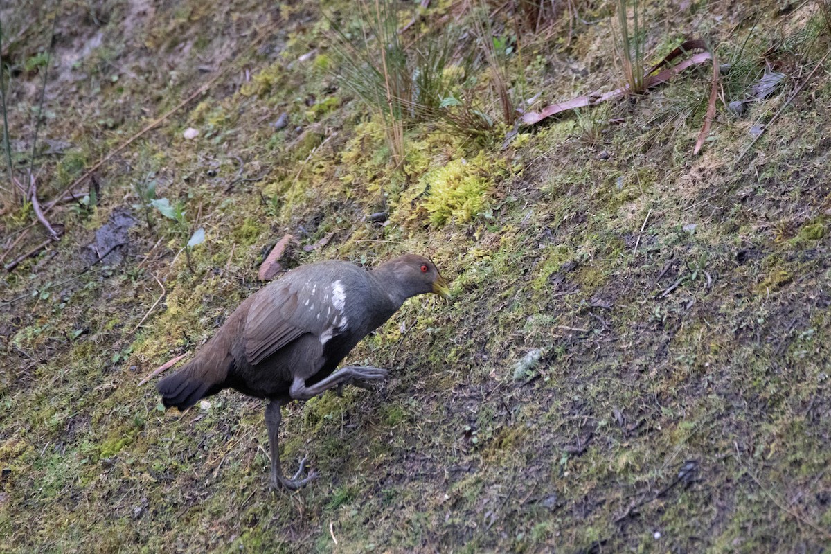 Grünfuß-Teichhuhn - ML646163053