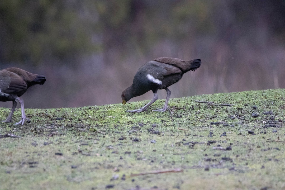 Grünfuß-Teichhuhn - ML646163054
