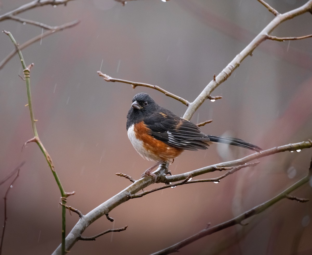 Rötelgrundammer - ML646163055