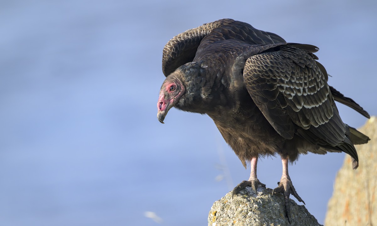 Truthahngeier - ML646163056