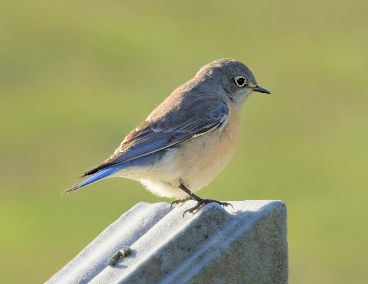 Western Bluebird - ML646163061