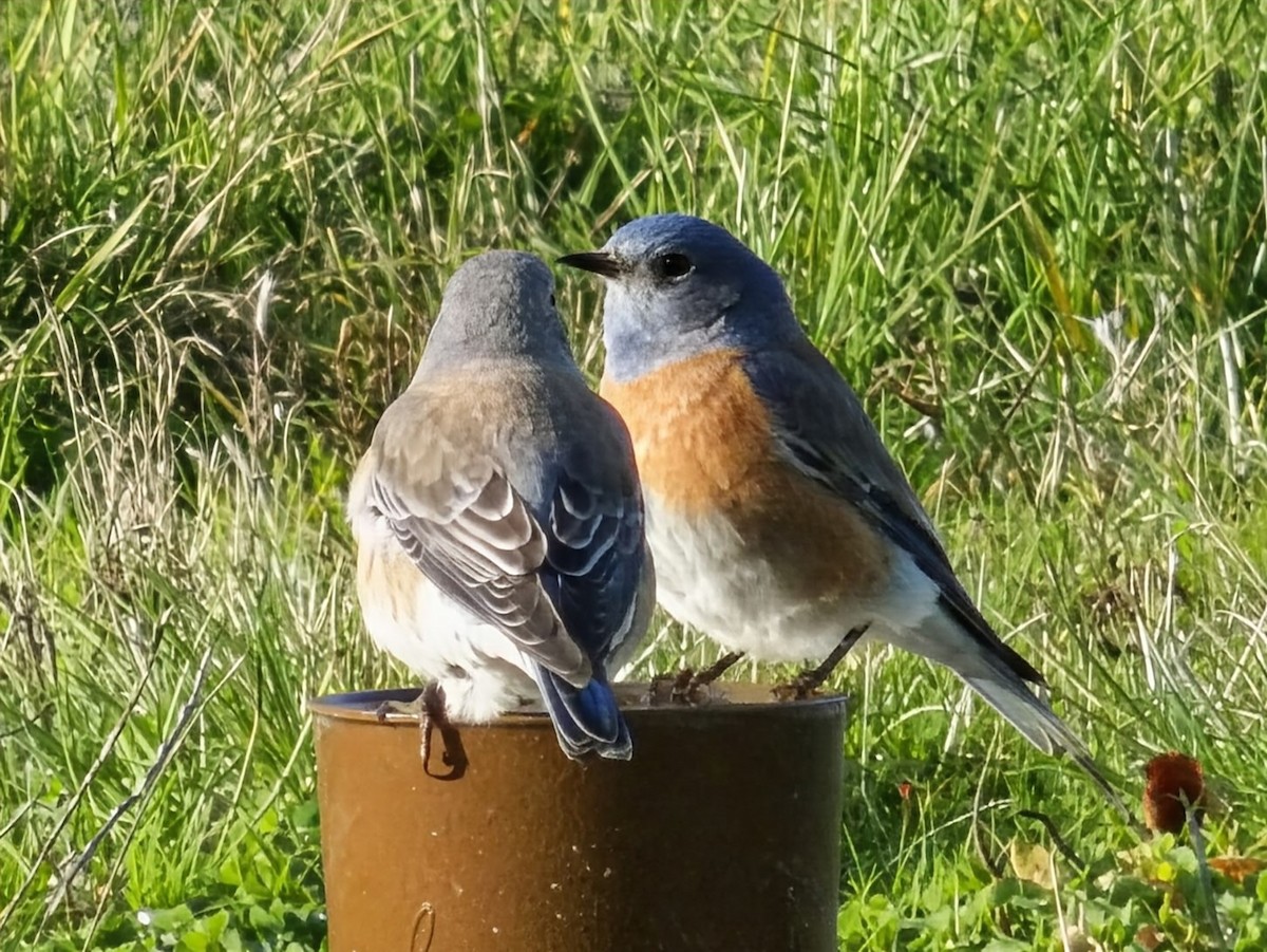 Western Bluebird - ML646163062