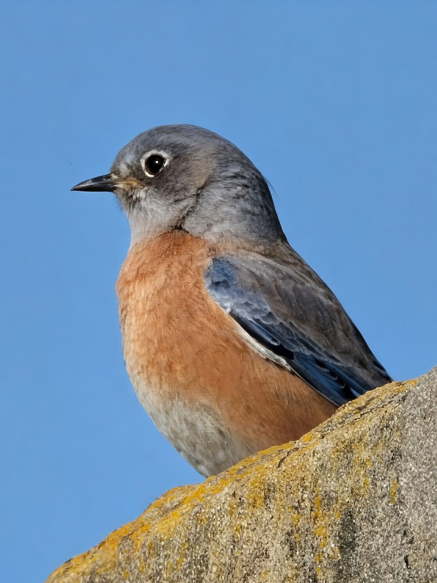 Western Bluebird - ML646163063