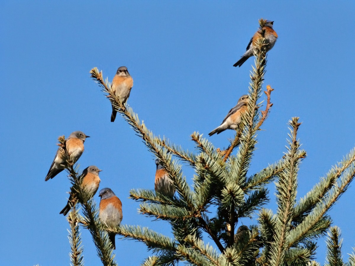 Western Bluebird - ML646163068