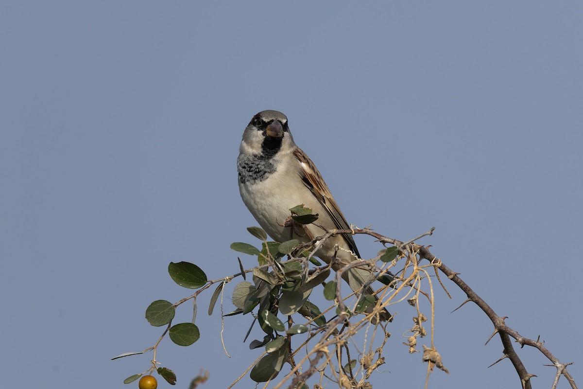 Haussperling - ML646163069