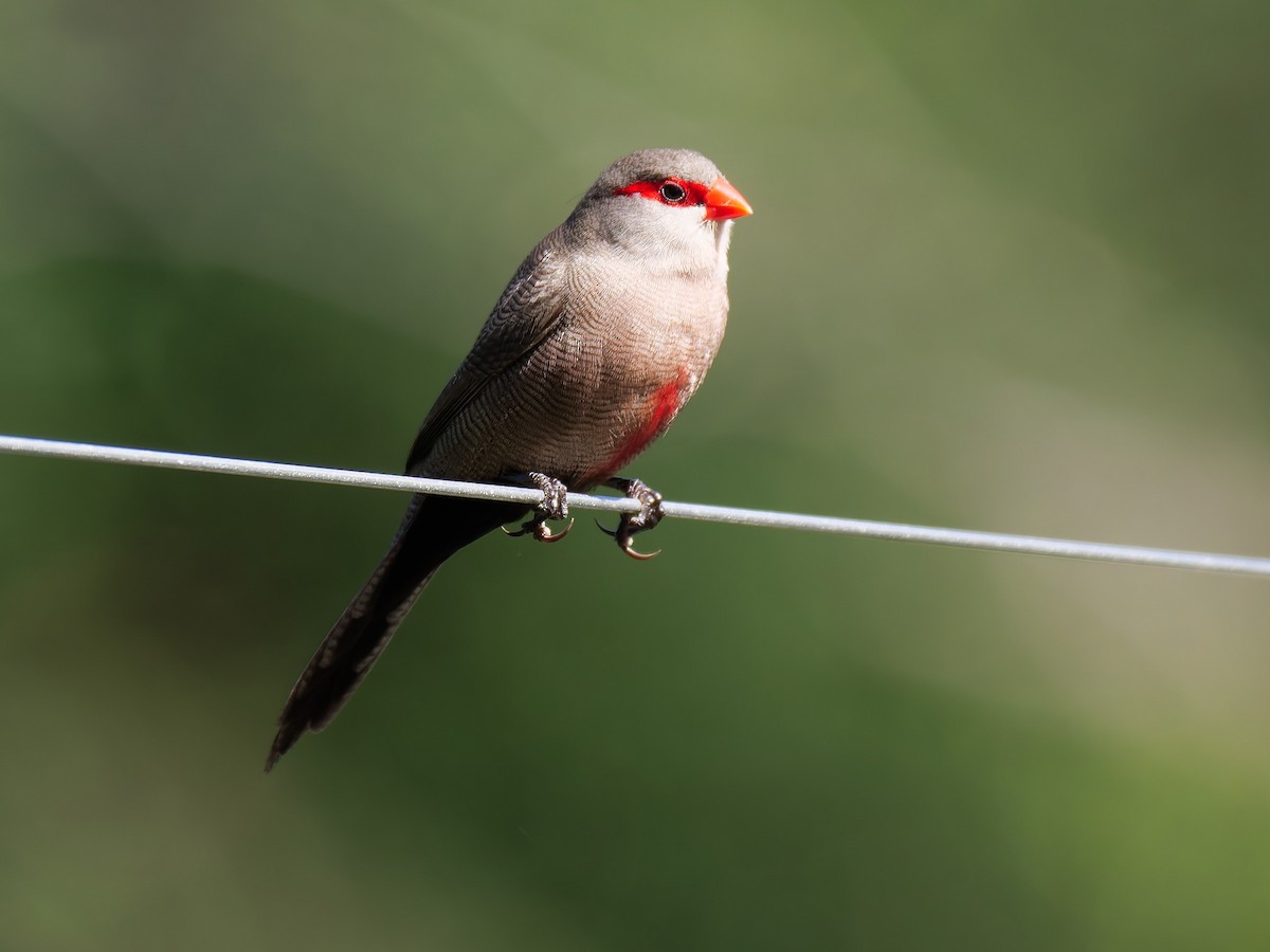 Wellenastrild - ML646163070