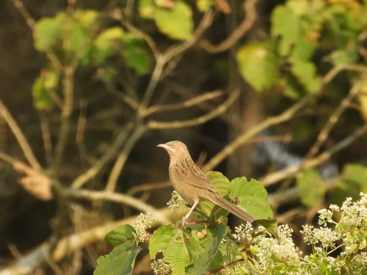 Striated Babbler - ML646163071