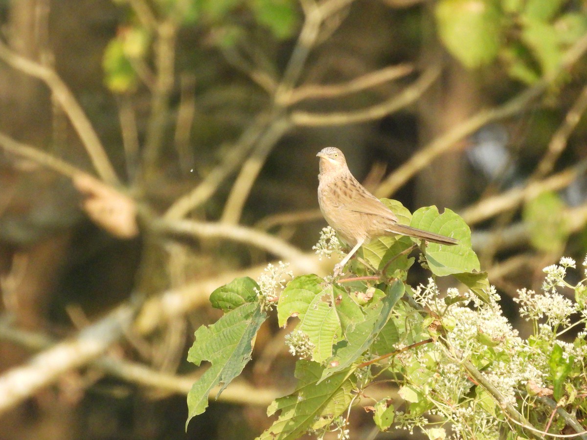 Striated Babbler - ML646163072