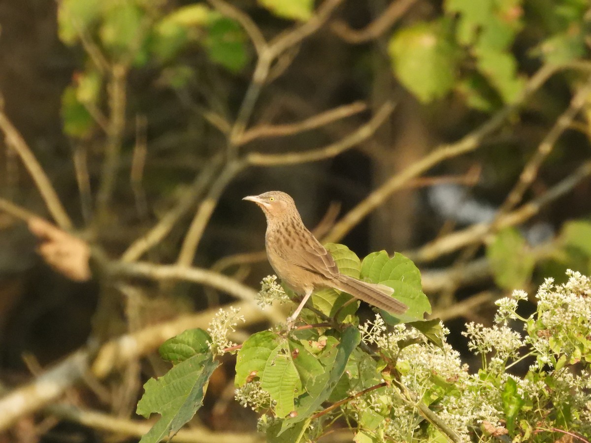 Striated Babbler - ML646163073