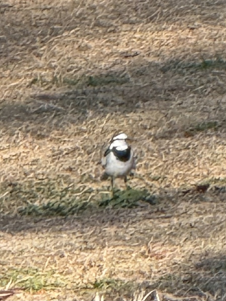 White Wagtail - ML646163076