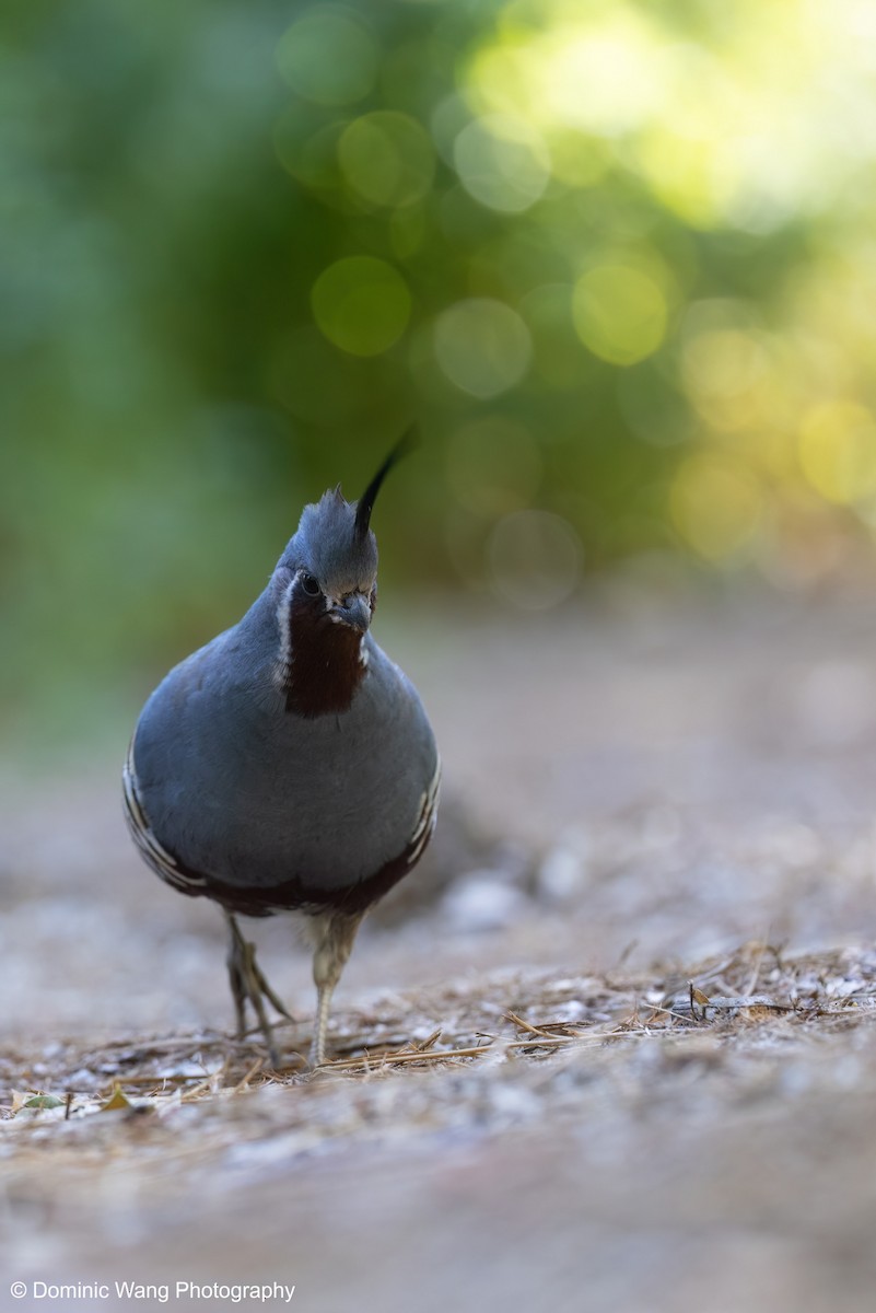 Bergwachtel - ML646163077