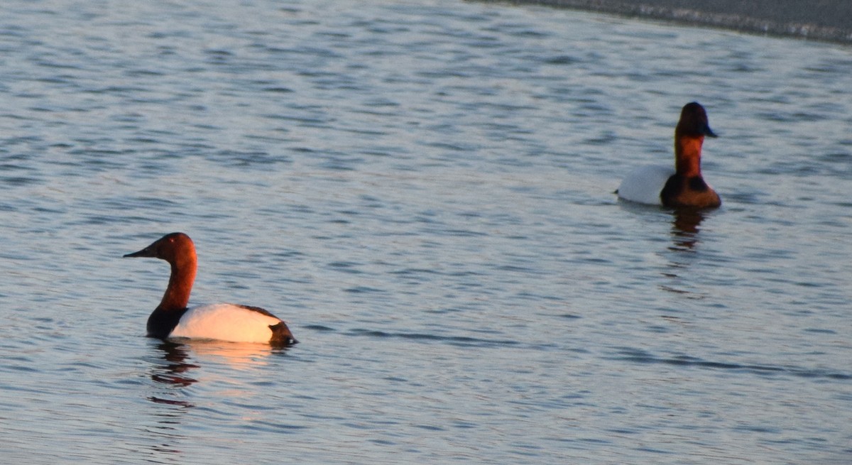 Fuligule à dos blanc - ML646163083