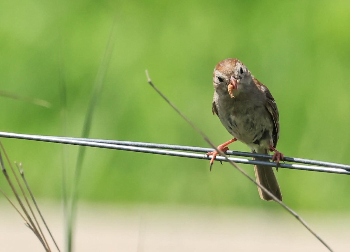 Klapperammer - ML646163084