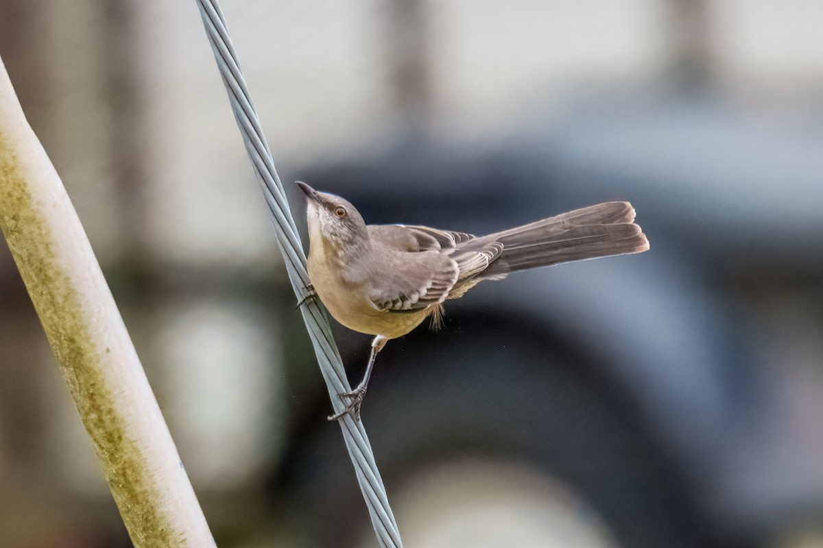 Gartenspottdrossel - ML646163086